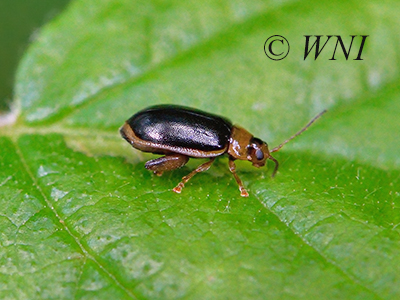 Capraita circumdata (Galerucinae, Chrysomelidae)